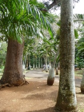Jardin Pamplemousse